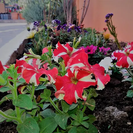 Διαμέρισμα Ziogas Luxury